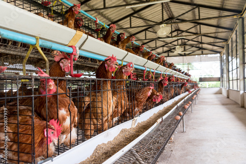 Egg production. brown or red chickens are seated in special cages. Agribusiness company. Chicken farm business with high farming and using technology on farming