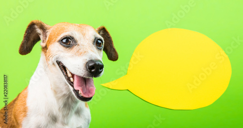 Happy smiling active dog face with speech balloon. Yellow and green. Laughing muzzle. positive emotions