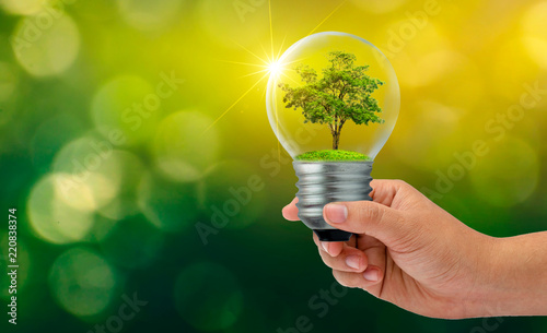 The forest and the trees are in the light. Concepts of environmental conservation and global warming plant growing inside lamp bulb over dry soil in saving earth concept