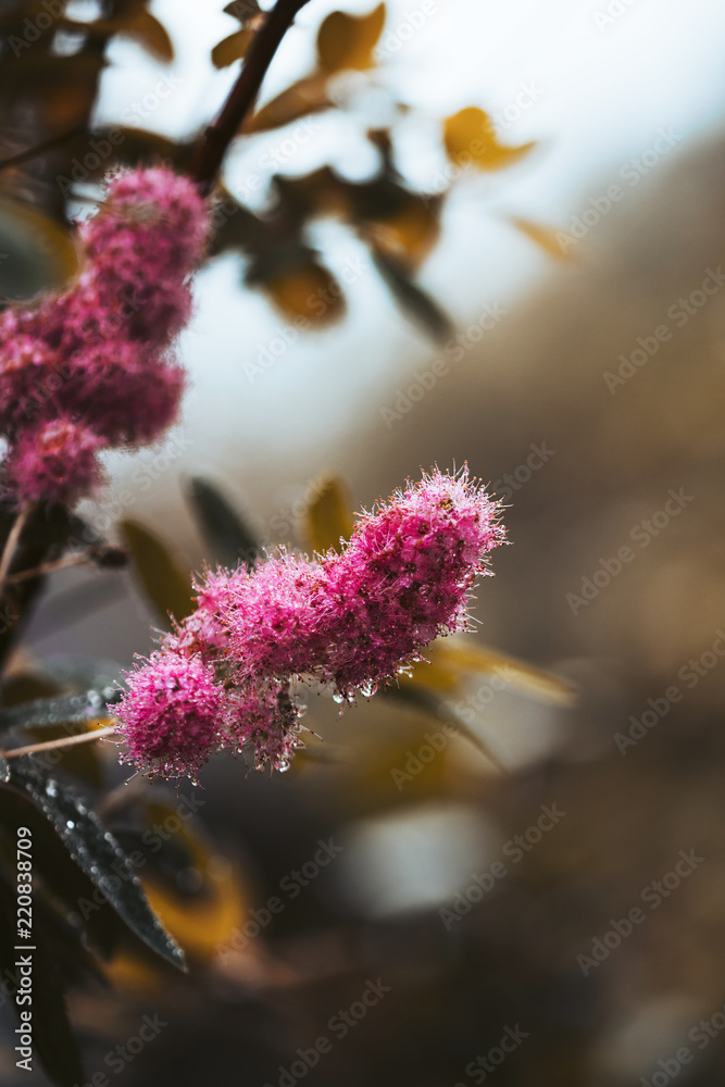 Autumn flower Autumn flower