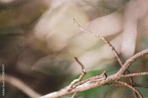 Nature Chaos