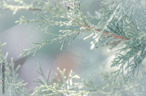 Holiday Tree