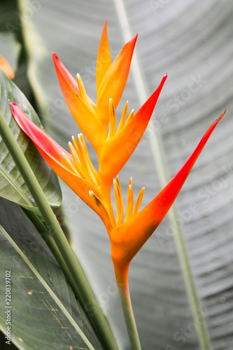 Strelitzien Strelitzia (Bird of Paradise, Strelitziacea) Paradiesvogelblume (Strelitzia reginae) photo