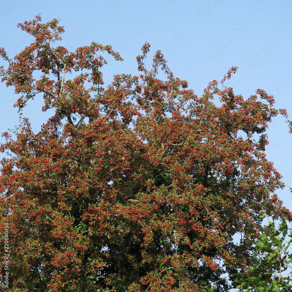 Red berries of Crataegus, hawthorn, medicinal herb and edible fruits Red berries of Crataegus, hawthorn, medicinal herb and edible fruits