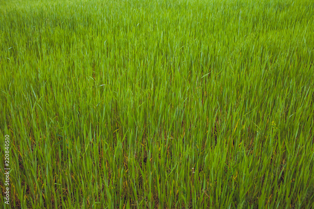 Green wheat field grass background texture