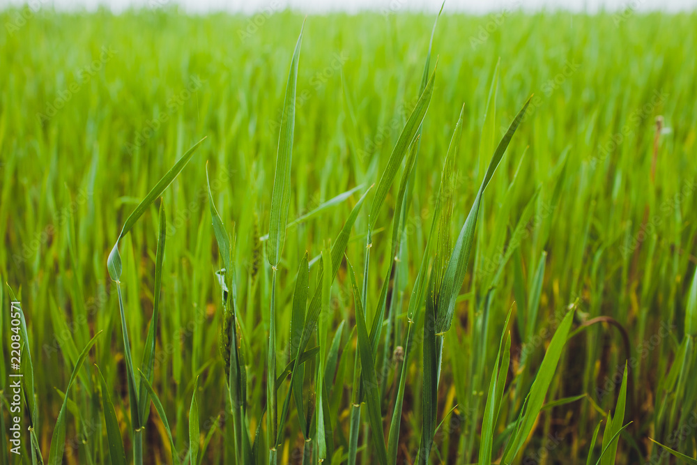 Green wheat field grass background texture Green wheat field grass background texture