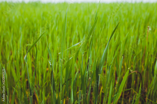 Green wheat field grass background texture
