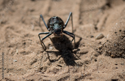 Armored bush cricket (Acanthoplus discoidalis), Northern Cape, South Africa photo