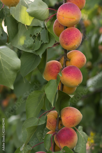 Apricot tree branch with organic ripening juicy fruits. Detail on twig full of vitamins during harvesting season. Raw vegetarian food and fruit with great nutrition values.