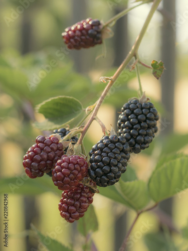 Luscious bio closeup on ripening blackberries (rubus). Plant family Rosaceae. Macro photo of twig bush with tasty and juicy black berries fruits. Organic accids for vegetarians. photo