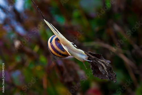 snail © Emiliyan