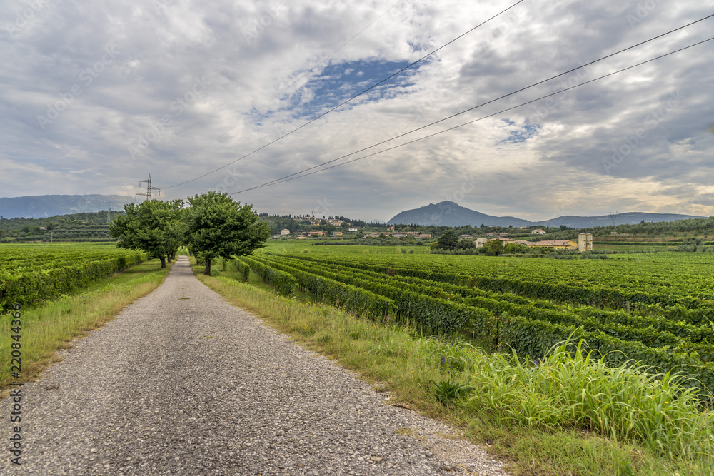 Fototapeta premium Wineyard green grape alley in Trento Italy