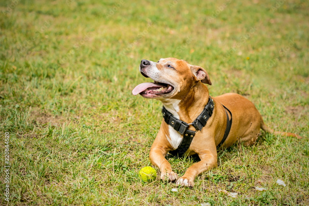 Happy american brown and white staffordshire terrier lying on green grass in a park, mouth open, showing pink tongue, tennis balls in grass, looking up, blurry background, copy space Happy american brown and white staffordshire terrier lying on green grass in a park, mouth open, showing pink tongue, tennis balls in grass, looking up, blurry background, copy space