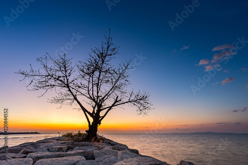 dry or dead single tree on rock pier in ocean with sea water at sunset time photo