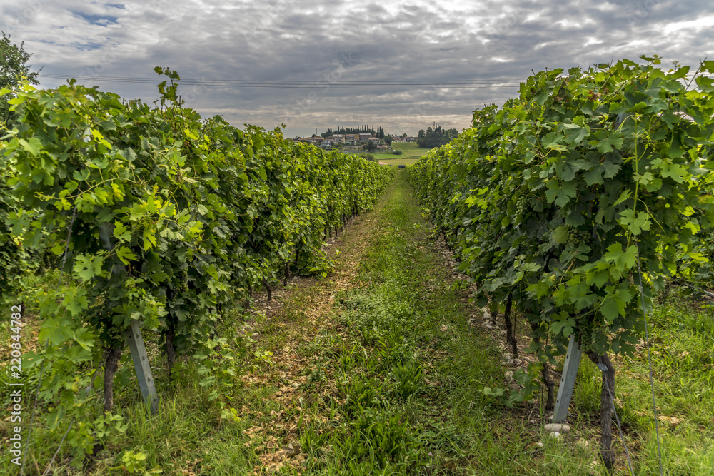Wineyard green grape alley in Trento Italy