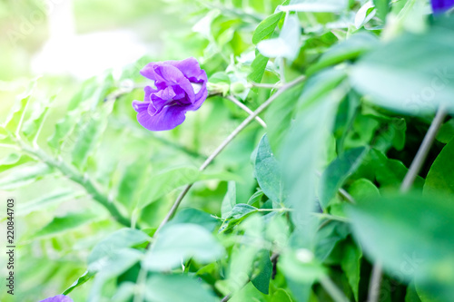 Butterfly pea flower, This flower can coloring matter in Thai