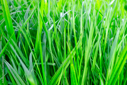 juicy not wet green grass growing up, fresh grass