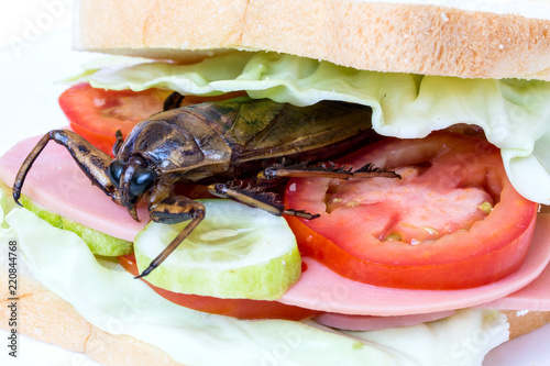 Close up sandwich with fried Giant Water Bug - Lethocerus indicus, fresh vegetables and salami. Toasted bread with edible insect. photo