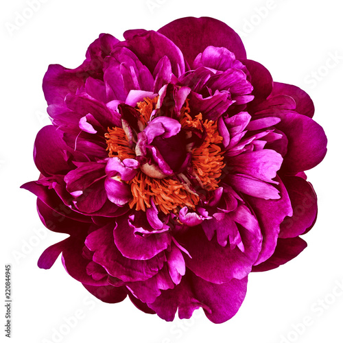 Fototapeta Naklejka Na Ścianę i Meble -  Flower burgundy (red) peony isolated on a white  background. Close-up. Nature.