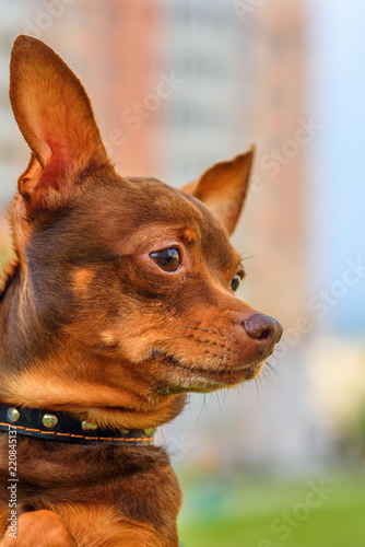 portrait of toy-terrier outdoors
