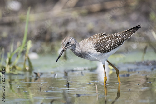 Lesser Yellowlegs hunting for food on the shoreline of a St-Lawrence River island