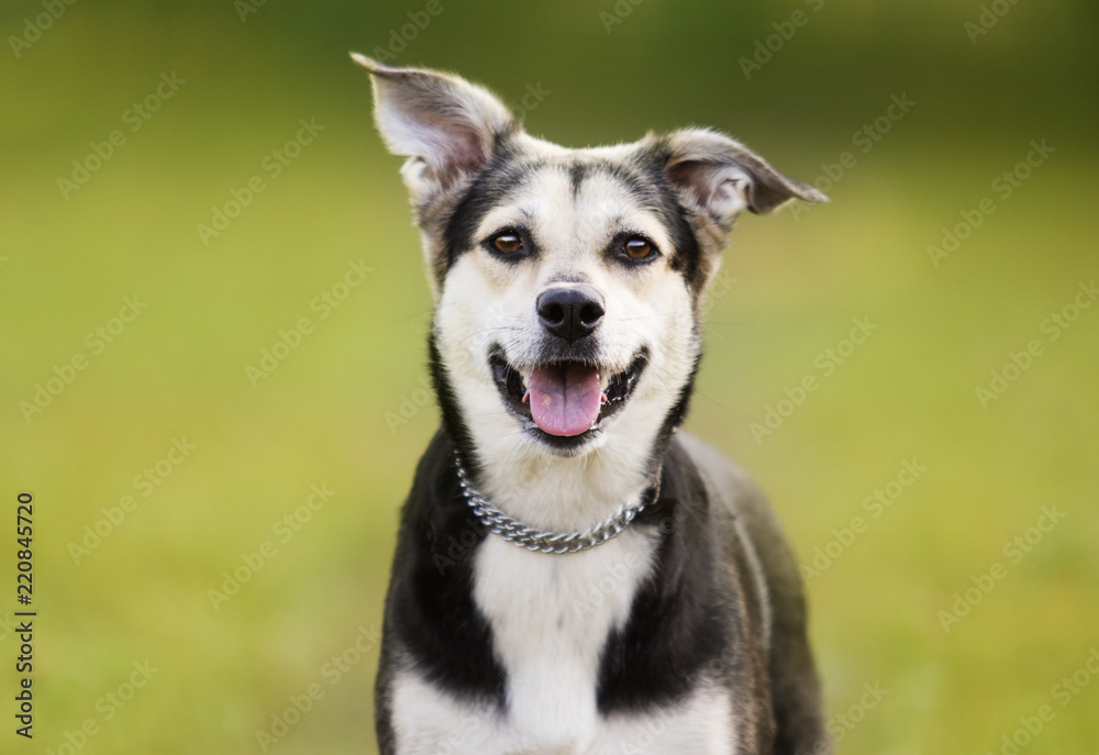 smiling dog outdoors