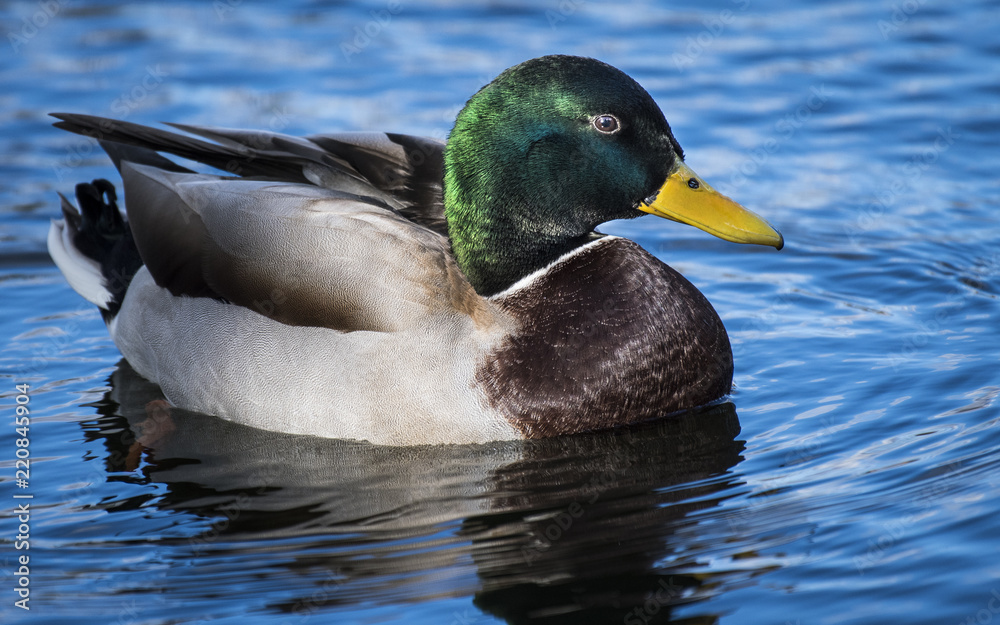 Obraz premium Mallard duck resting in a marsh