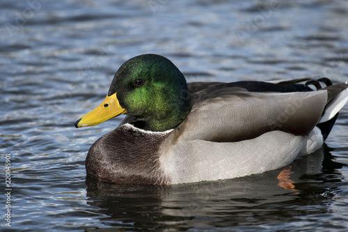 Mallard duck resting in a marsh