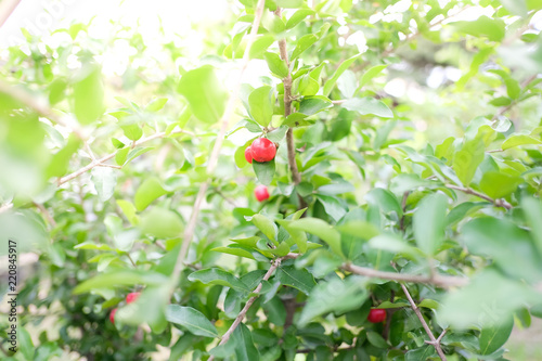 Closeup of cherries on cherry tree. Cherries of Thailand