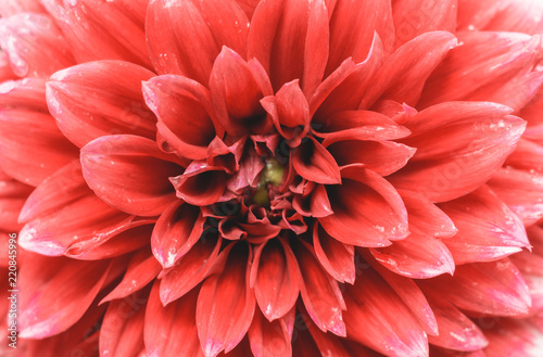 Fototapeta Naklejka Na Ścianę i Meble -  Rote Balldahlie (Asteraceae) im Sommer.
