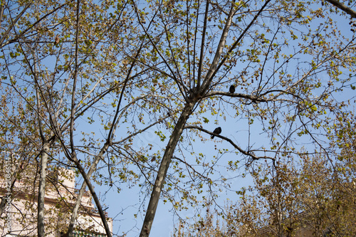 birds in the tree