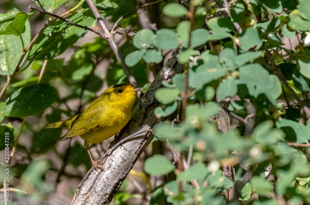 warbler, nature, songbird, avian, outdoors, wildlife, yellow, bird, passerine, animal, wild, wilson's warbler, ornithology, cardellina pusilla, natural, beautiful, beak, feather, wilsons, outside, pas warbler, nature, songbird, avian, outdoors, wildlife, yellow, bird, passerine, animal, wild, wilson's warbler, ornithology, cardellina pusilla, natural, beautiful, beak, feather, wilsons, outside, pas