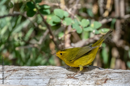 Wilson's warbler on log at Capulin Spring, Cibola National Forest, Sandia Mountains, New Mexico photo