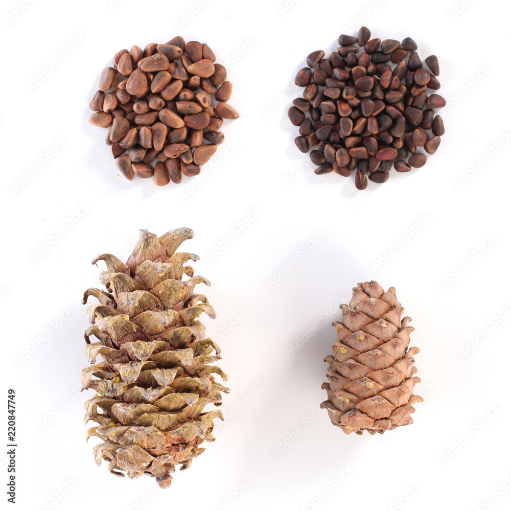 Cedar cones with nuts on a white background. On the right - Siberian cedar, on the left - Far East cedar, it grows on the territories of several countries. Cedar cones with nuts on a white background. On the right - Siberian cedar, on the left - Far East cedar, it grows on the territories of several countries.