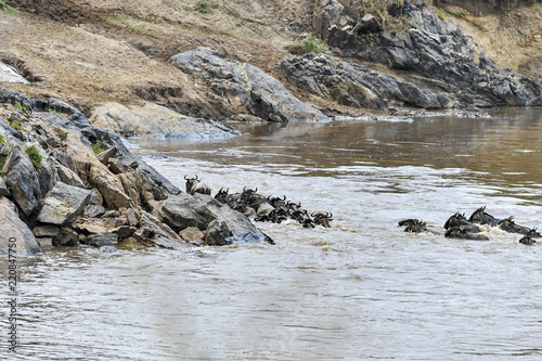 migration in the Masai Mara Kenya © Herbert