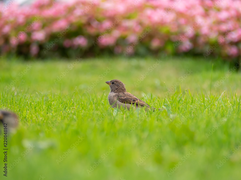 Sparrow_2 Sparrow_2