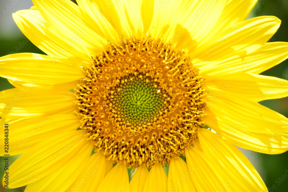 Obraz premium Sunflower