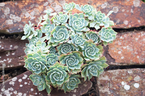 Echeveria chihuahuensis 'Ruby Blush' photo