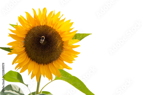 Fototapeta Naklejka Na Ścianę i Meble -  einzelne Sonnenblume mit Hummel freigestellt