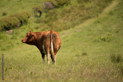 Pedigree brown Ayrshire Cow on hillside meadow 