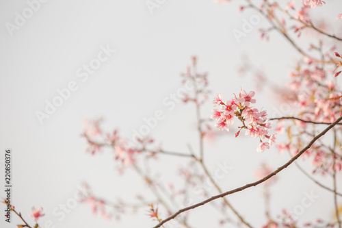pink flower