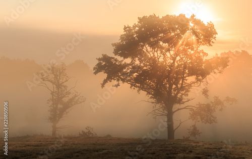 Sun rays breaking through foggy tree / Nebelmorgen in der Lüneburger Heide © Stefan