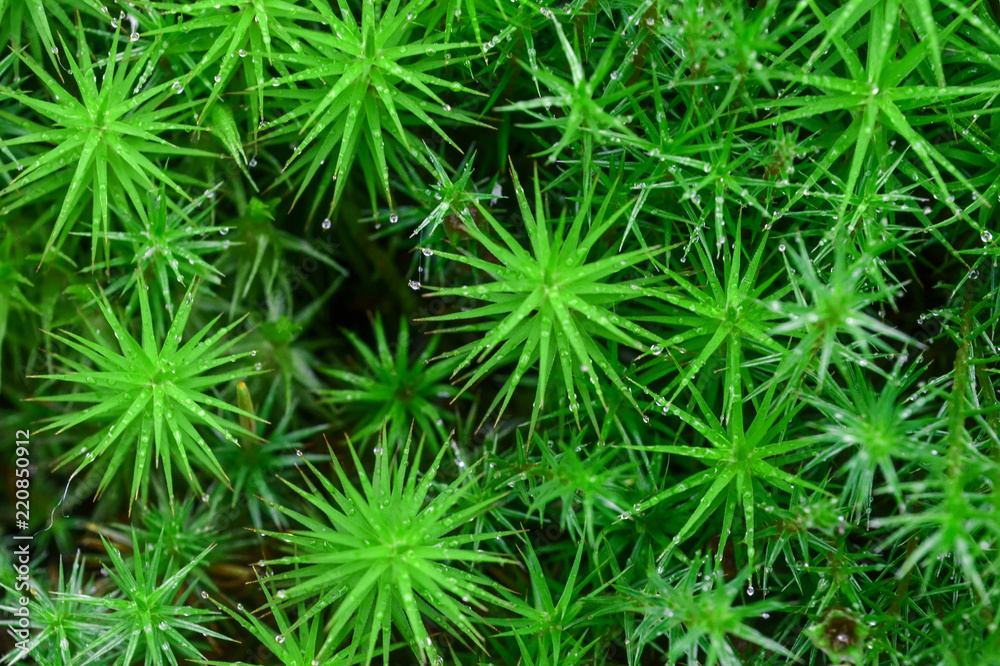 Moss flowering Moss flowering