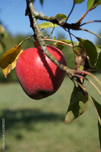 sehr roter Apfel,herbst, roter apfel, sehr, apfel, rot, red apple, reif, natur, ast, beere, green, blatt, frisch, sommer, gesund, garden, pflanze, süss, saftig, herbst, obstgärten, ernte, ackerbau,  photo