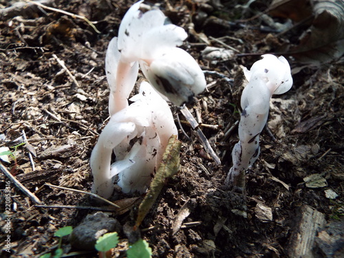 The Fungus Amungus 3