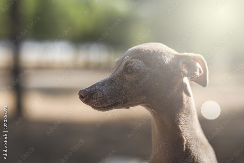 Little italian greyhound dog in the forest Little italian greyhound dog in the forest