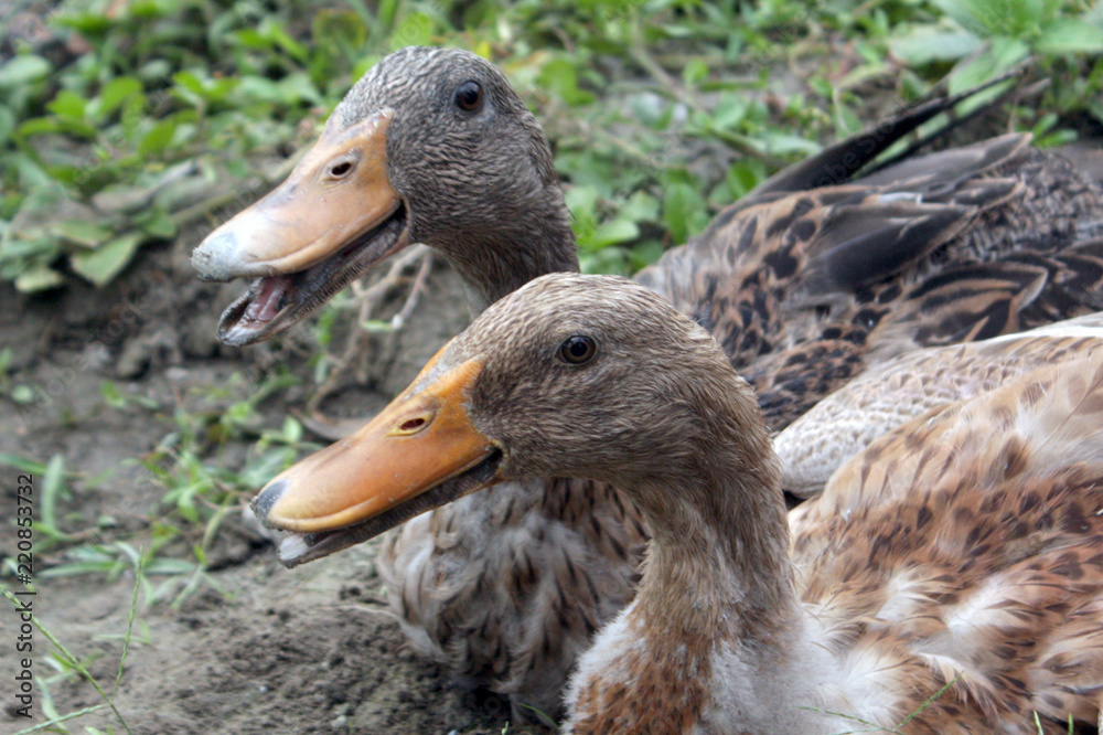 Ducks for sale in local market. Two Ducks in the village. Ducks are good for health. Ducks are common domestic animals & source of food for mass people. Many people involve in export import business Ducks for sale in local market. Two Ducks in the village. Ducks are good for health. Ducks are common domestic animals & source of food for mass people. Many people involve in export import business