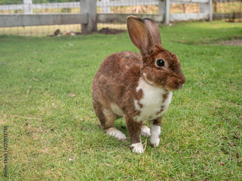 brown rabbit on green field
