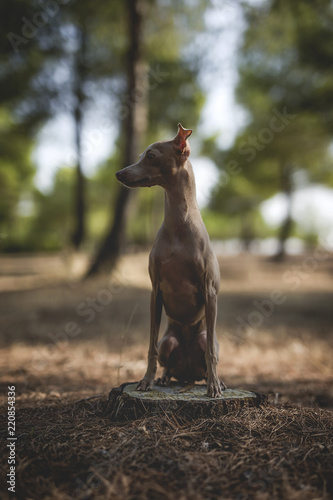 Little italian greyhound dog in the forest