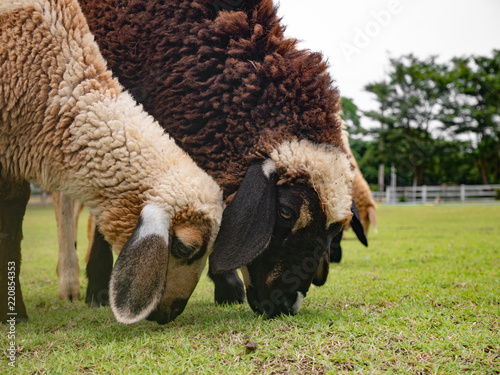 sheep eating grass